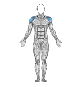 omuz anatomisi orig - Egzersizler